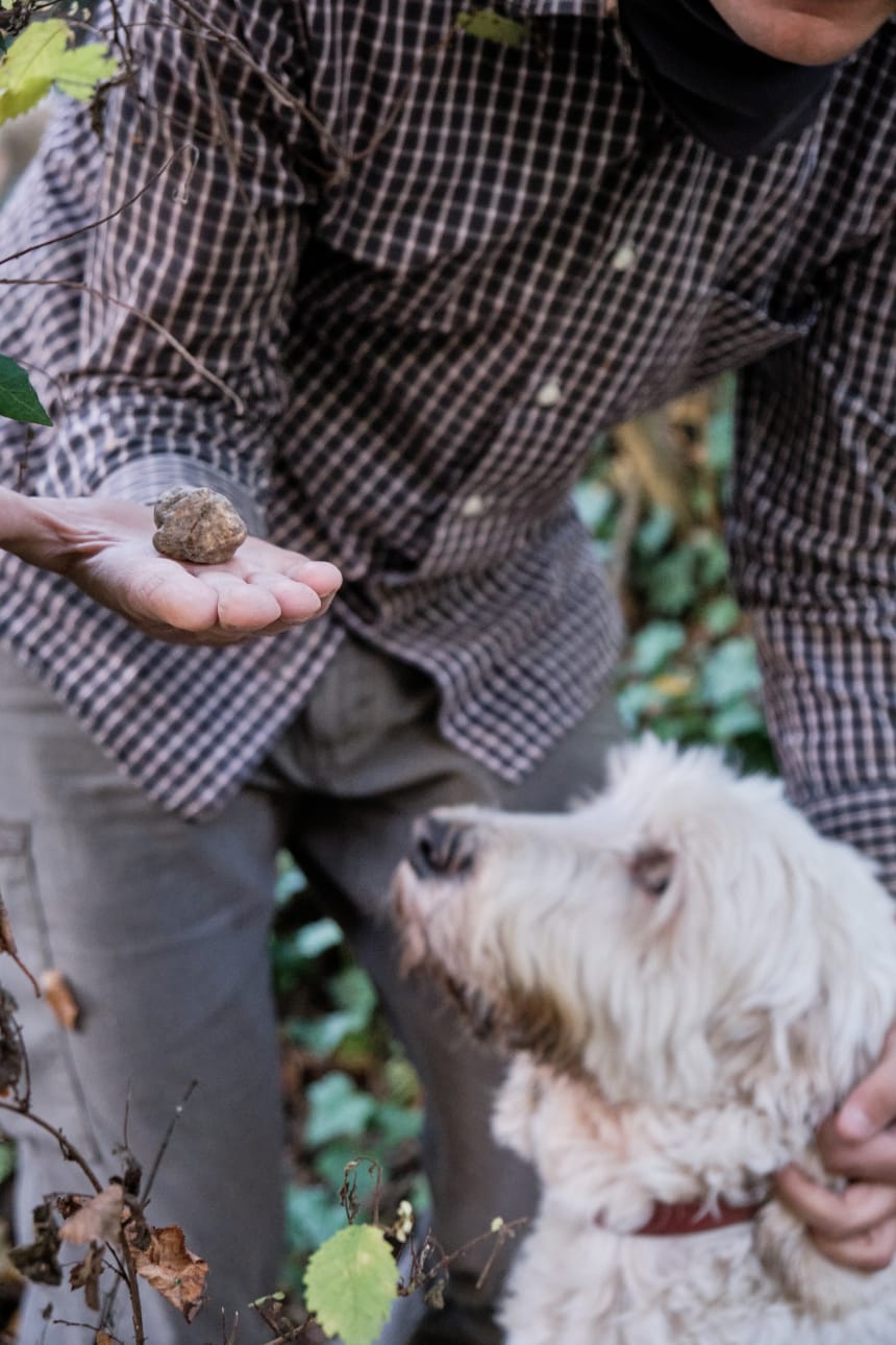 fresh-truffle-hunting-dog